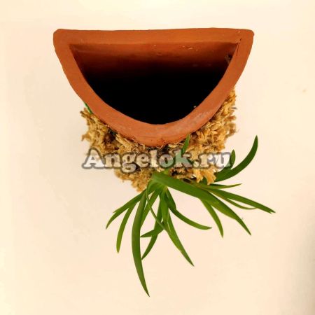 фото Блок для орхидей Полутрубочка 15 см от магазина магазина орхидей Ангелок