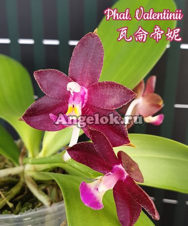 фото Фаленопсис (Phalaenopsis Valentinii) Тайвань от магазина магазина орхидей Ангелок