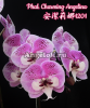 фото Фаленопсис Биг Лип (Phalaenopsis Charming Angelina) Тайвань от магазина магазина орхидей Ангелок
