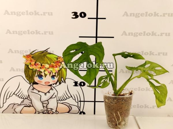 фото Монстера косая (Monstera oblique) детка от магазина магазина орхидей Ангелок