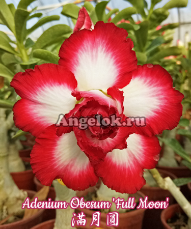 фото Адениум (Adenium obesum Full Moon) от магазина магазина орхидей Ангелок