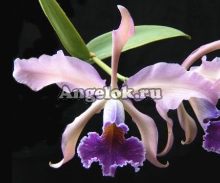 фото Каттлея (C.Whitei v.coerulea) Тайвань от магазина магазина орхидей Ангелок