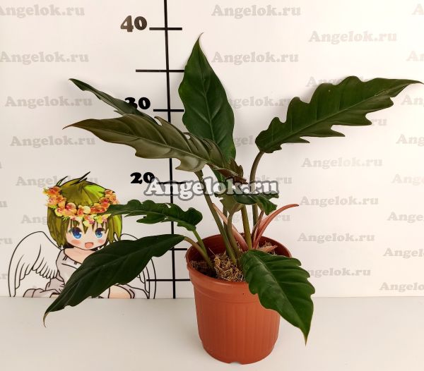 фото Филодендрон Карамель Марбл грин (Philodendron Caramel Marble green) от магазина магазина орхидей Ангелок