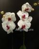 фото Фаленопсис Анкара (Phalaenopsis Ankara) от магазина магазина орхидей Ангелок