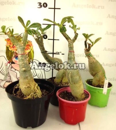 фото Адениум (Adenium obesum Golden) от магазина магазина орхидей Ангелок