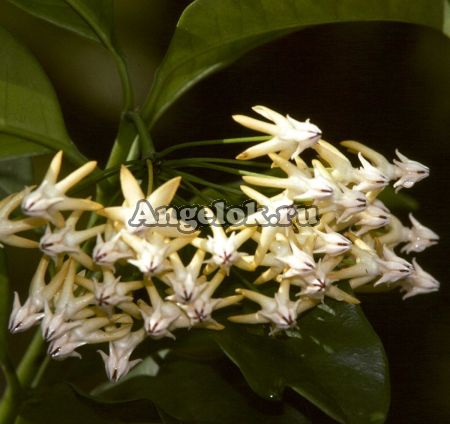 Хойя мультифлора (Hoya Multiflora Javanica Thai) черенок