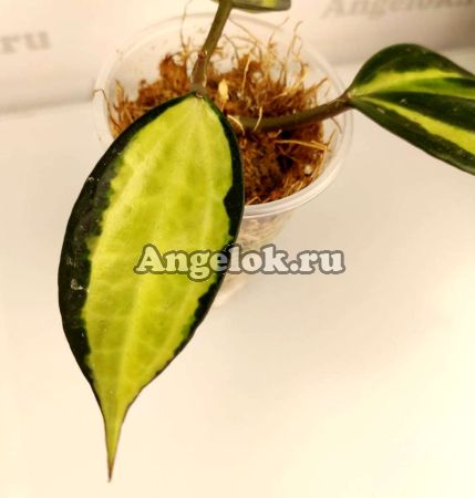 фото Хойя крупнолистная (Hoya macrophylla 'Pot of Gold') черенок от магазина магазина орхидей Ангелок