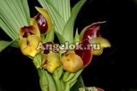 фото Ангулоа гибрид (Anguloa brevilabris x Anguloa cliftonii) от магазина магазина орхидей Ангелок