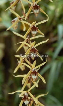 фото Целогина (Coelogyne pulverula) от магазина магазина орхидей Ангелок
