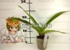 Пафиопедилум (Paph.Red Meatloaf × sib) Тайвань