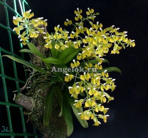 фото Зигостатес (Zygostates lunata) от магазина магазина орхидей Ангелок