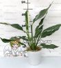Спатифиллум Домино (Spathiphyllum Domino)