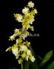 Онцидиум (Oncidium Pupukea Sunset alba)
