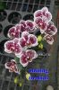 фото Фаленопсис (Phalaenopsis Shining Danaus genutia) Тайвань от магазина магазина орхидей Ангелок