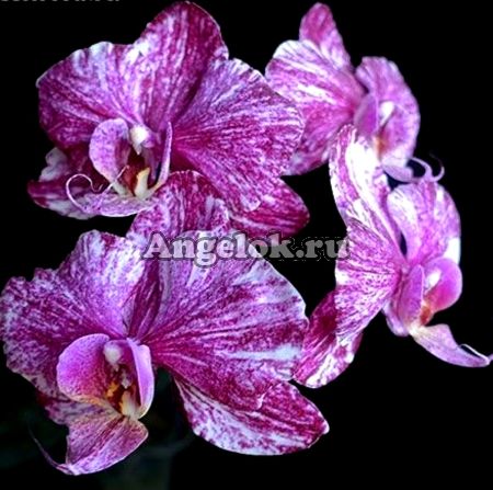 фото Фаленопсис (Phalaenopsis Yu Pin Firework-Taida Pearl ’ES’) Тайвань от магазина магазина орхидей Ангелок