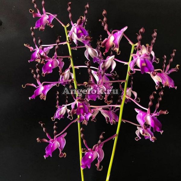 фото Дендробиум Лазиантера (Dendrobium lasianthera) от магазина магазина орхидей Ангелок