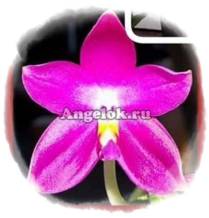 фото Фаленопсис (P.Germaine Vincent x sib) от магазина магазина орхидей Ангелок