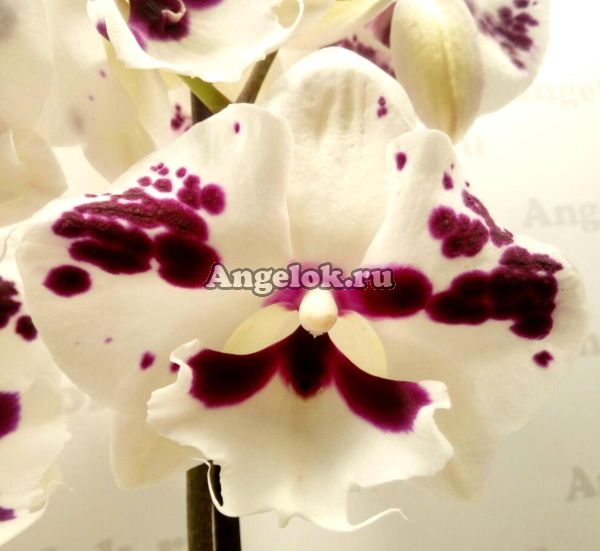 фото Фаленопсис Биг Лип (Phalaenopsis Sparkling Kiss) от магазина магазина орхидей Ангелок