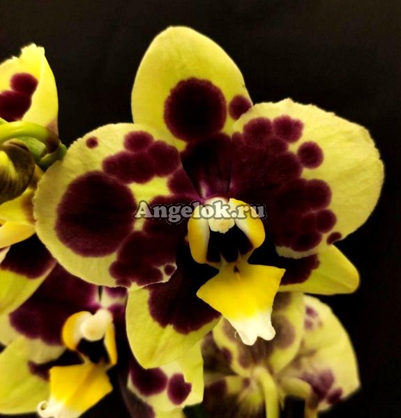 фото Фаленопсис Желтая коровка (Phalaenopsis Yellow Cow) от магазина магазина орхидей Ангелок