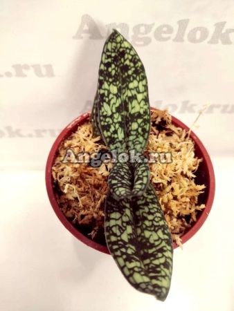 фото Пафиопедилум Деленати (Paphiopedilum Delenatii) от магазина магазина орхидей Ангелок