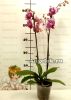Фаленопсис Вероника (Phalaenopsis Veronica)