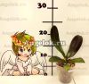Фаленопсис Дикий кот (Phalaenopsis Lioulin Wild Cat) Тайвань