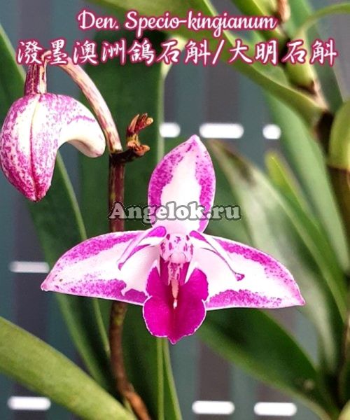 фото Дендробиум Кинга (Dendrobium specio-kingianum) белый от магазина магазина орхидей Ангелок