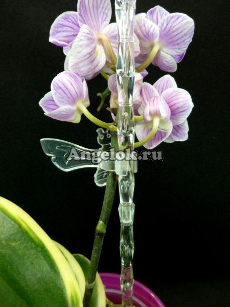 фото Опора пластиковая для орхидей Диамант белая от магазина магазина орхидей Ангелок