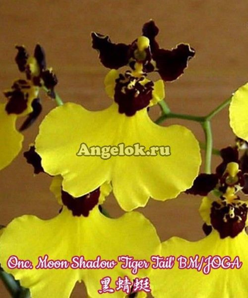фото Онцидиум (Onc. Moon Shadow 'Tiger Tail') от магазина магазина орхидей Ангелок