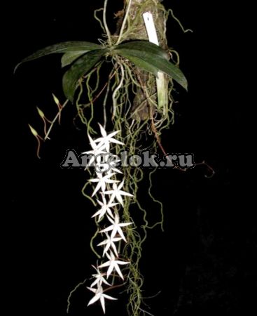 фото Аэрангис (Aerangis kirkii) от магазина магазина орхидей Ангелок