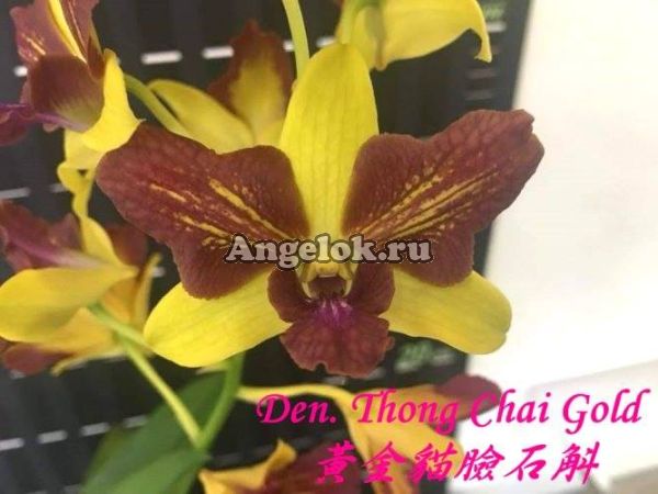 фото Дендробиум (Den. Thong Chai Gold) Тайвань от магазина магазина орхидей Ангелок
