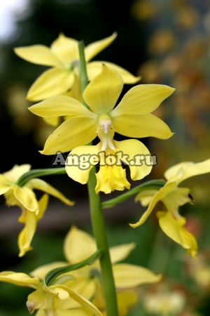 фото Каланта Зибольда (Calanthe sieboldii) от магазина магазина орхидей Ангелок