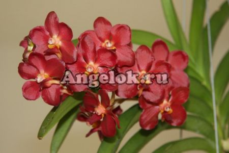 фото Ванда (Ascocenda) бордовая от магазина магазина орхидей Ангелок