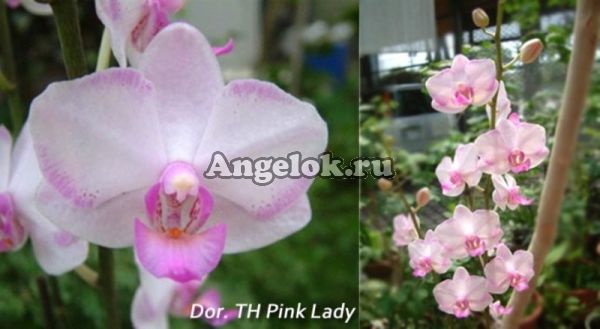 фото Фаленопсис (Dor. TH Pink Lady) Тайвань от магазина магазина орхидей Ангелок