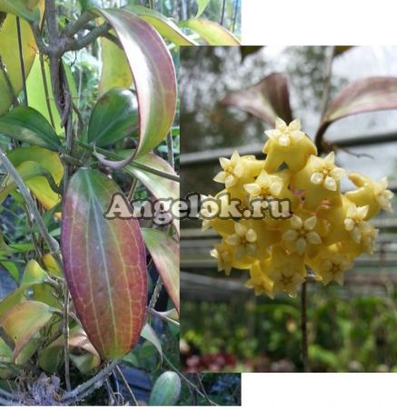 фото Хойя Мерилли (Hoya Merillii) черенок от магазина магазина орхидей Ангелок