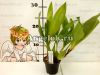 Целогина мультифлора (Coelogyne multiflora)
