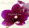 фото Фаленопсис Тайсуко Микки (Phalaenopsis Taisuco Micky) Тайвань от магазина магазина орхидей Ангелок