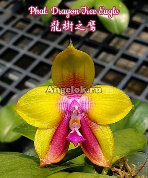 фото Фаленопсис (Phalaenopsis Dragon Tree Eagle) Тайвань от магазина магазина орхидей Ангелок