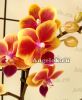 фото Фаленопсис (Phalaenopsis ) ph-127 от магазина магазина орхидей Ангелок