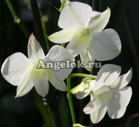 фото Дендробиум фаленопсис детка (Dendrobium Phalaenopsis ) d-18 от магазина магазина орхидей Ангелок