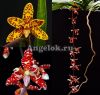 Диморфорхис (Dimorphorchis lowii)