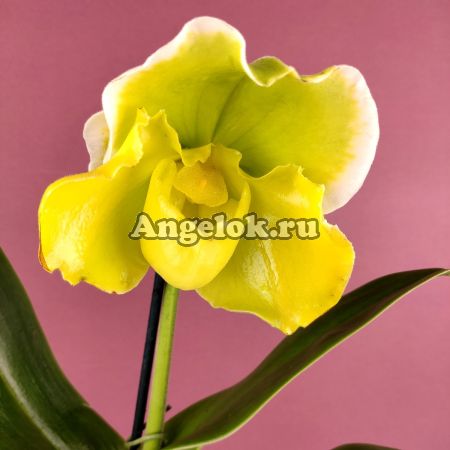 фото Пафиопедилум желтый (Paph.990075 × Cocoa Green 'Full Green') от магазина магазина орхидей Ангелок