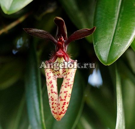фото Бульбофиллум ласиохиллум (Bulb. lasiochilum) от магазина магазина орхидей Ангелок