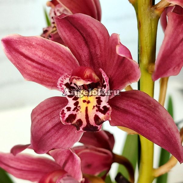фото Цимбидиум (Cymbidium Peggy Sue 'Five') от магазина магазина орхидей Ангелок