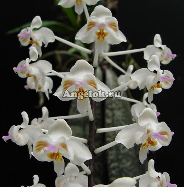 Фаленопсис целебесский (Phalaenopsis celebensis)