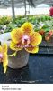 Фаленопсис (Phalaenopsis Lyndon Golden Age_66) Тайвань