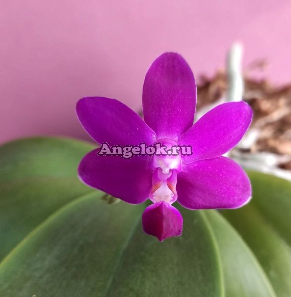 Фаленопсис (Phal.Purple Martin x Phal.violacea indigo) Тайвань