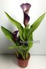 фото Калла (Zantedeschia) фиолетовая от магазина магазина орхидей Ангелок