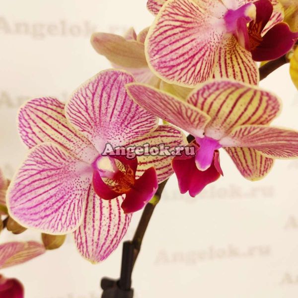 фото Фаленопсис (Phalaenopsis Penny lane) от магазина магазина орхидей Ангелок