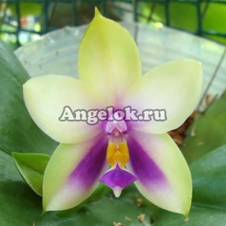 фото Фаленопсис Беллина (P.bellina v.blue × sib) Тайвань от магазина магазина орхидей Ангелок